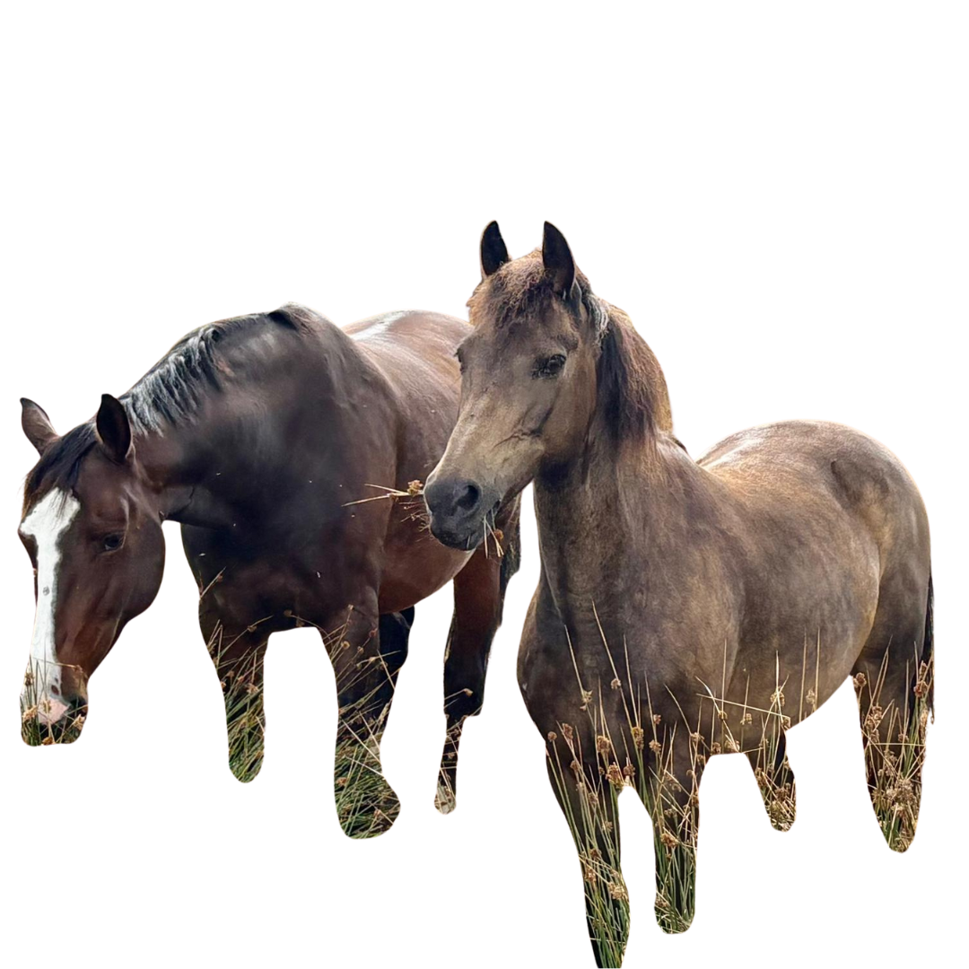 2 paarden op de uitkijk met gras in hun mond